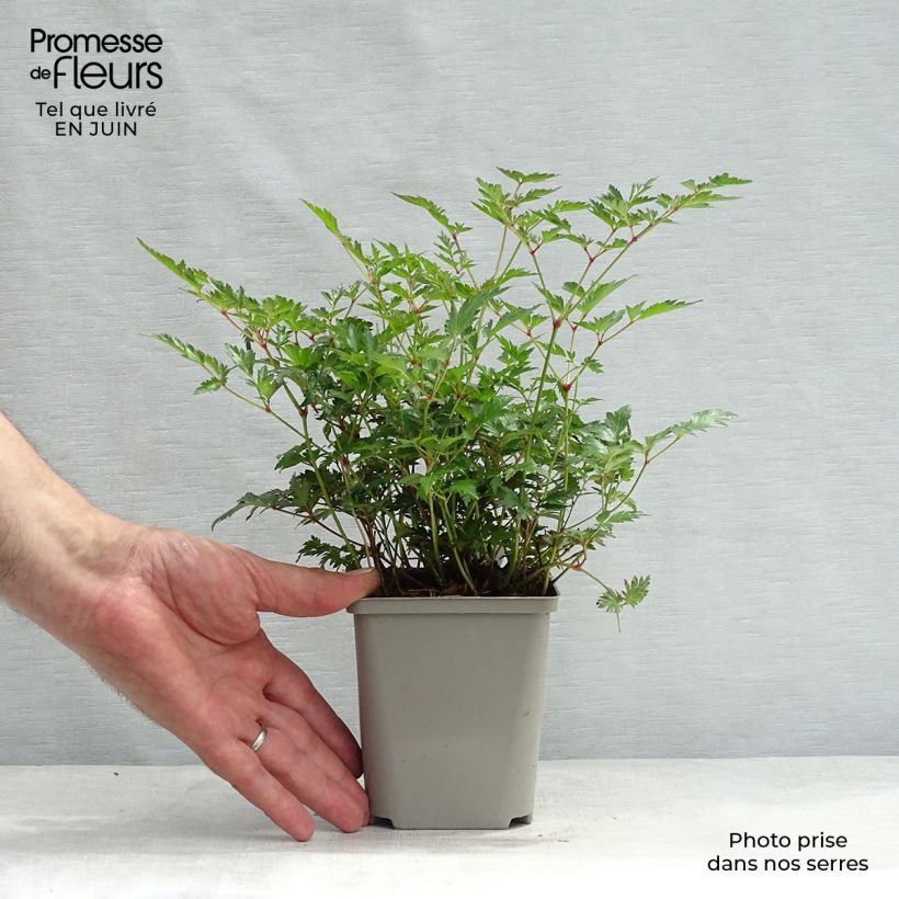 Amostra de Astilbe simplicifolia Hennie Graafland Vaso de 8/9 cm tal como entregue no verão