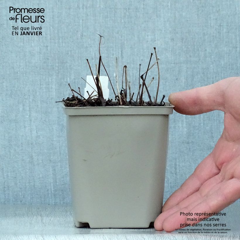 Amostra de Astilbe simplicifolia Hennie Graafland Vaso de 8/9 cm tal como entregue no inverno