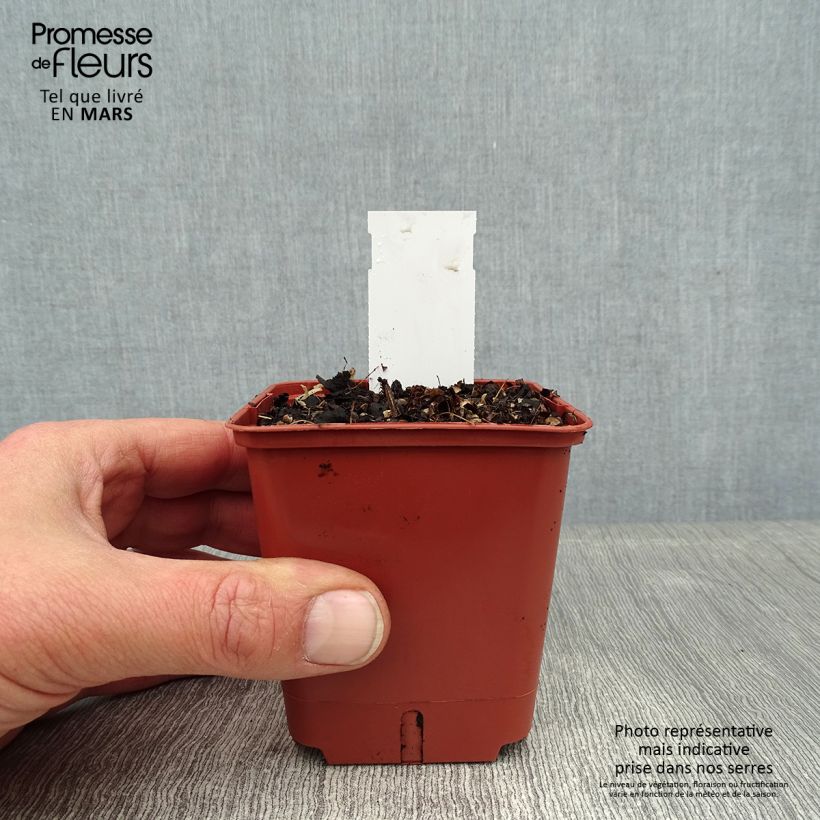 Amostra de Astilbe simplicifolia Pink Lightning Vaso de 8/9 cm tal como entregue no inverno