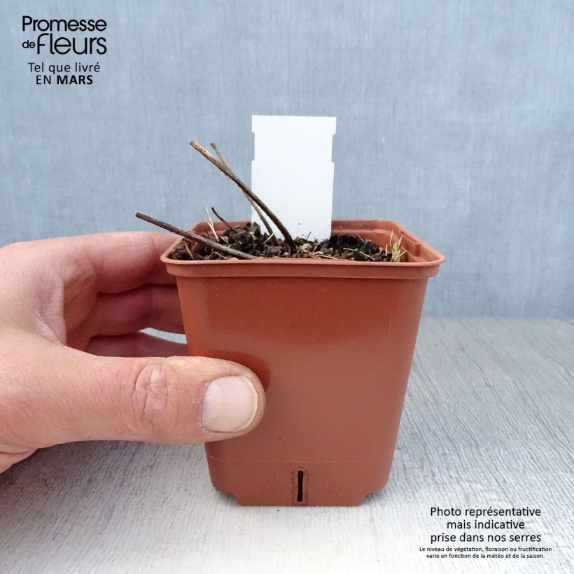 Amostra de Astilbe simplicifolia Pink Lightning Vaso de 8/9 cm tal como entregue na primavera