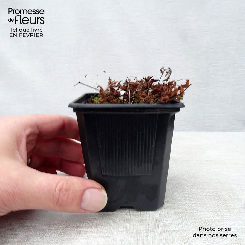 Amostra de Astilbe simplicifolia Sprite Vaso de 8/9 cm tal como entregue no inverno