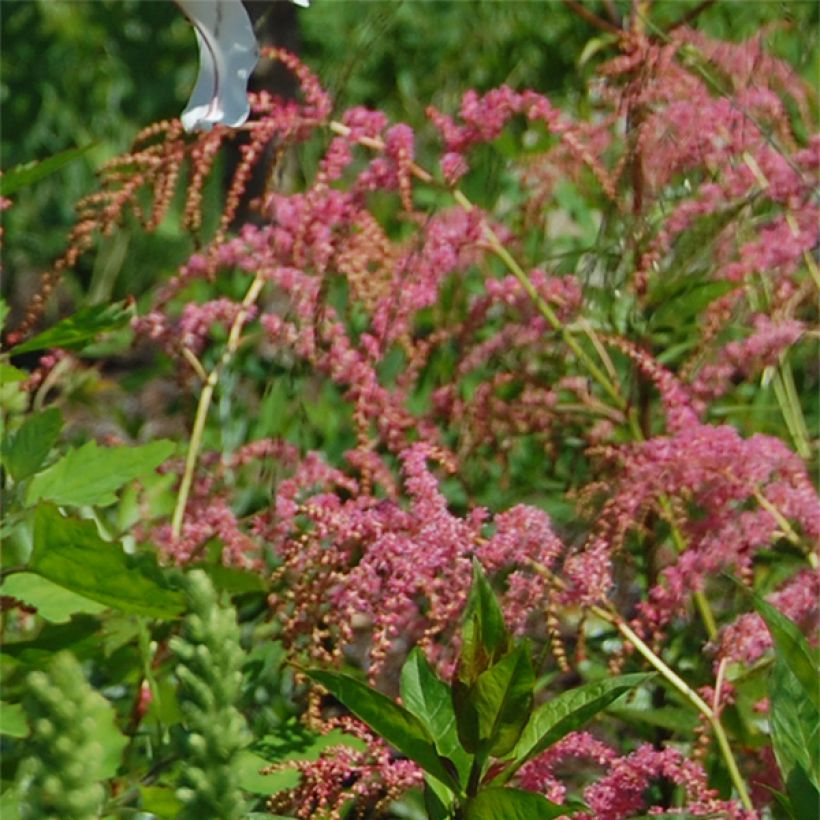 Astilbe thunbergii Straussenfeder (Floração)