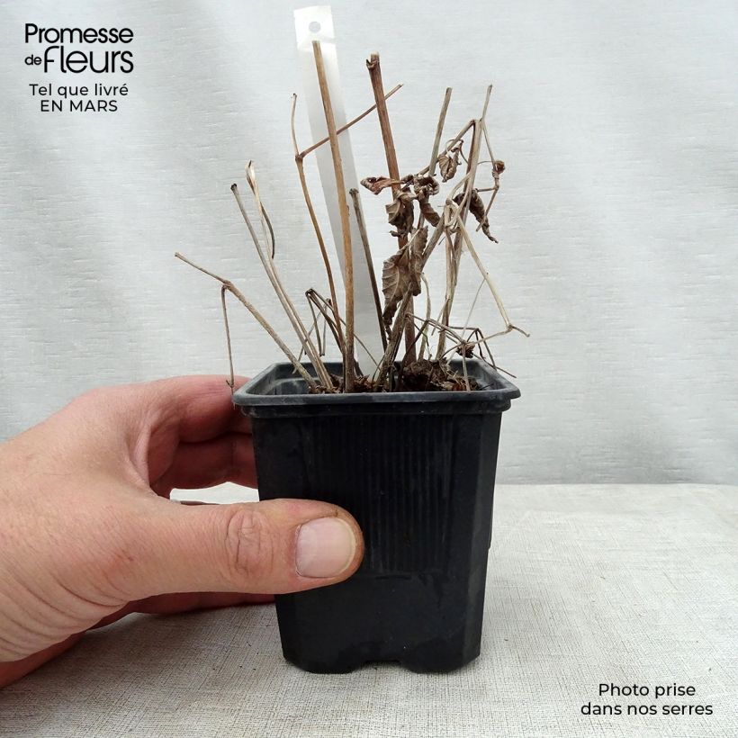 Amostra de Astilbe thunbergii Straussenfeder Vaso de 8/9 cm tal como entregue na primavera