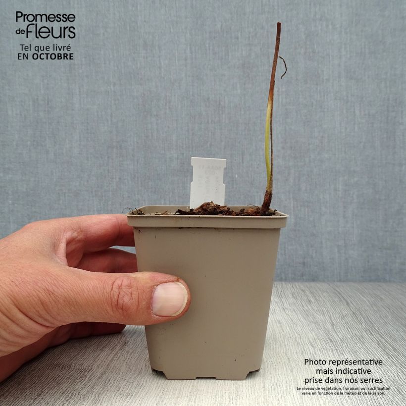 Amostra de Astilbe thunbergii Straussenfeder Vaso de 8/9 cm tal como entregue no outono