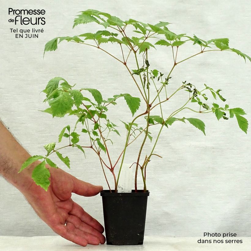 Amostra de Astilbe thunbergii Straussenfeder Vaso de 8/9 cm tal como entregue no verão