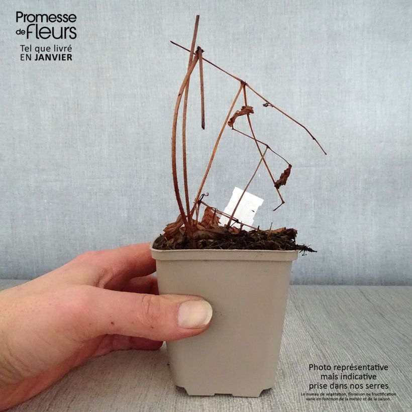 Amostra de Astilbe thunbergii Straussenfeder - Astilbe Ostrich Plume Vaso de 8/9 cm tal como entregue no inverno