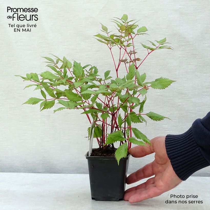 Amostra de Astilbe arendsii Fanal Vaso de 7/8 cm tal como entregue na primavera