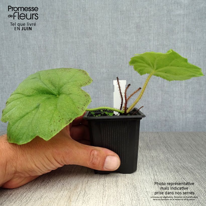 Amostra de Astilboides tabularis Vaso de 8/9 cm tal como entregue no verão