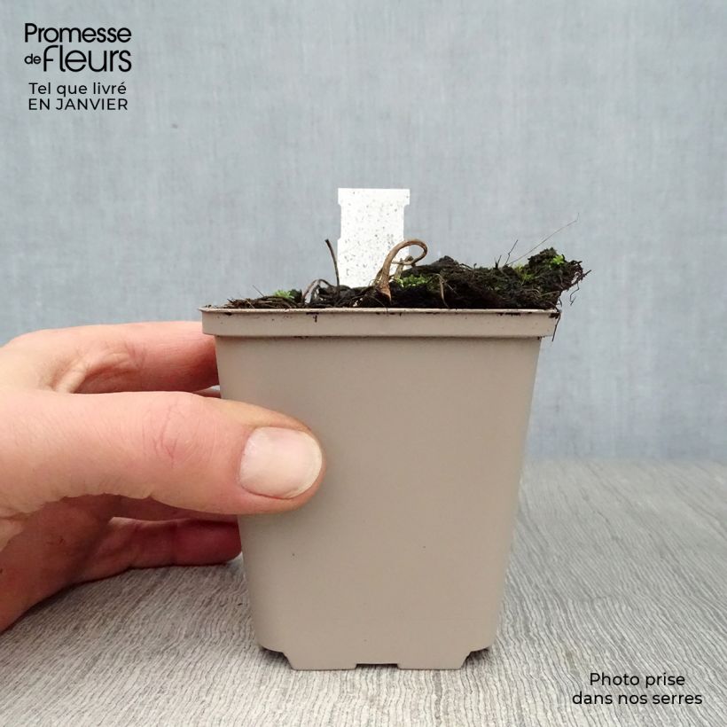 Amostra de Astilboides tabularis Vaso de 8/9 cm tal como entregue no inverno