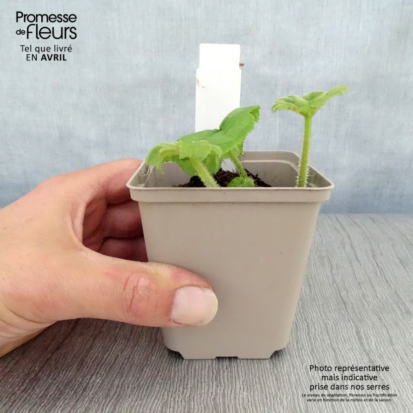 Amostra de Astilboides tabularis Vaso de 8/9 cm tal como entregue na primavera