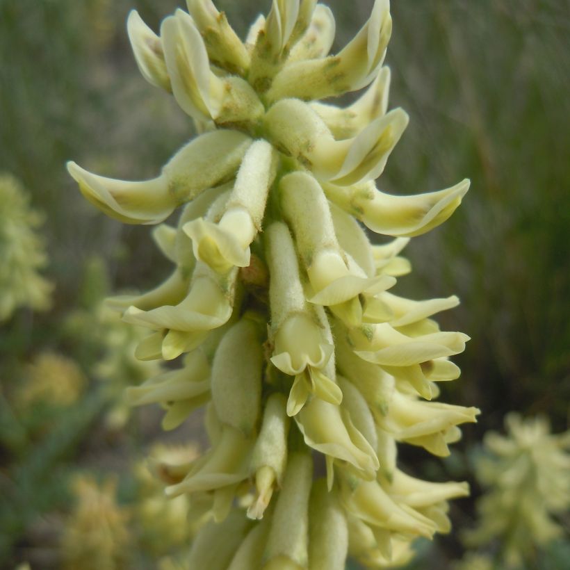 Astragalus canadensis (Floração)
