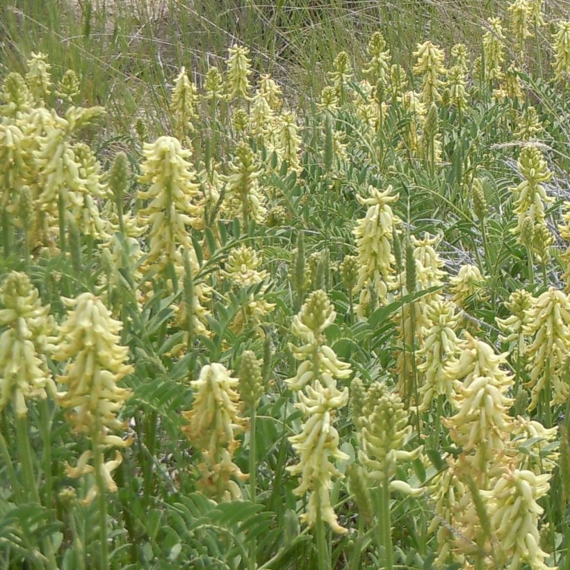 Astragalus canadensis (Hábito)