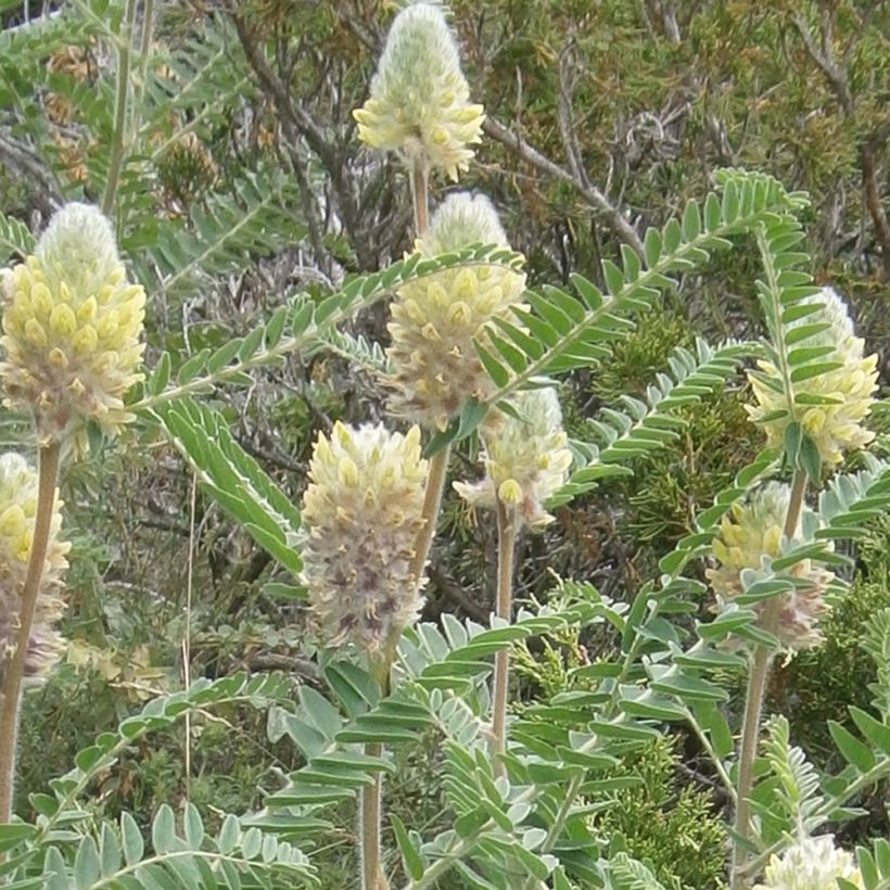 Astragalus centralpinus (Floração)
