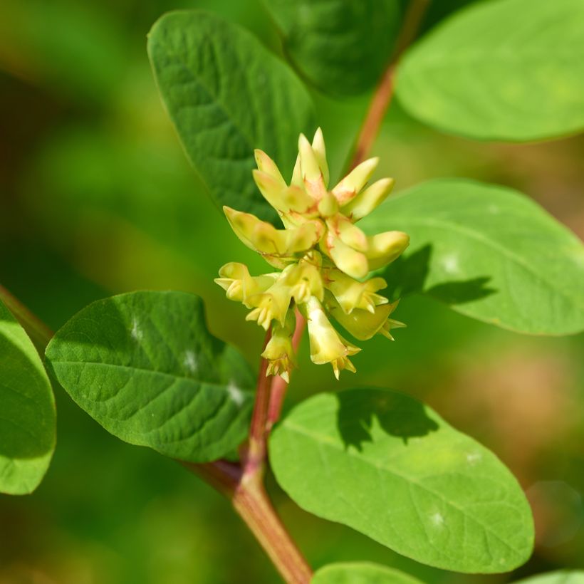 Astragalus glycyphyllos (Floração)