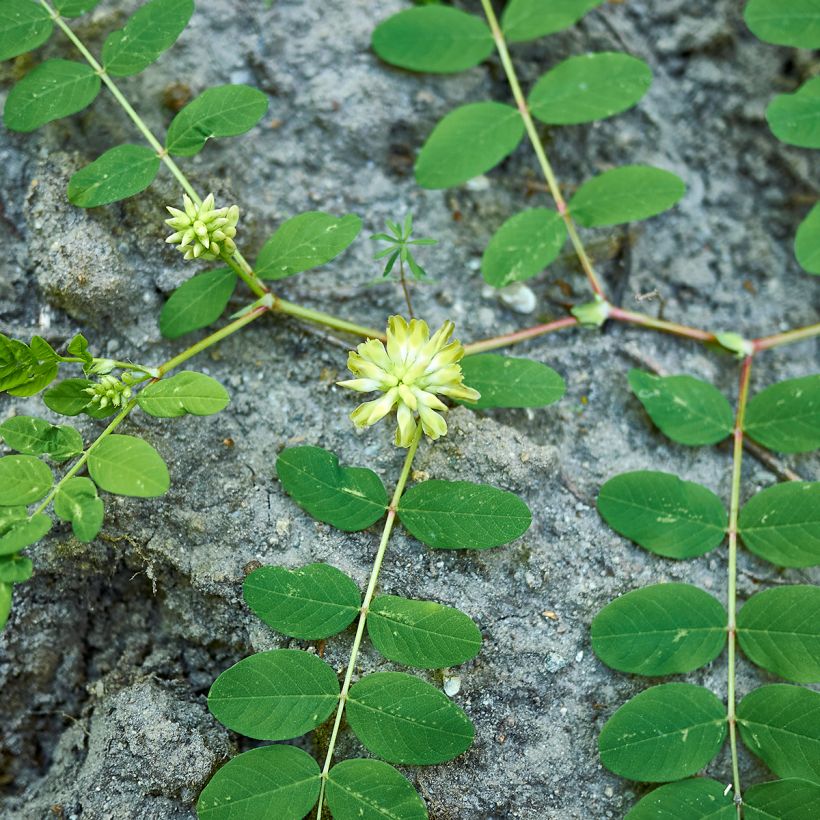 Astragalus glycyphyllos (Hábito)