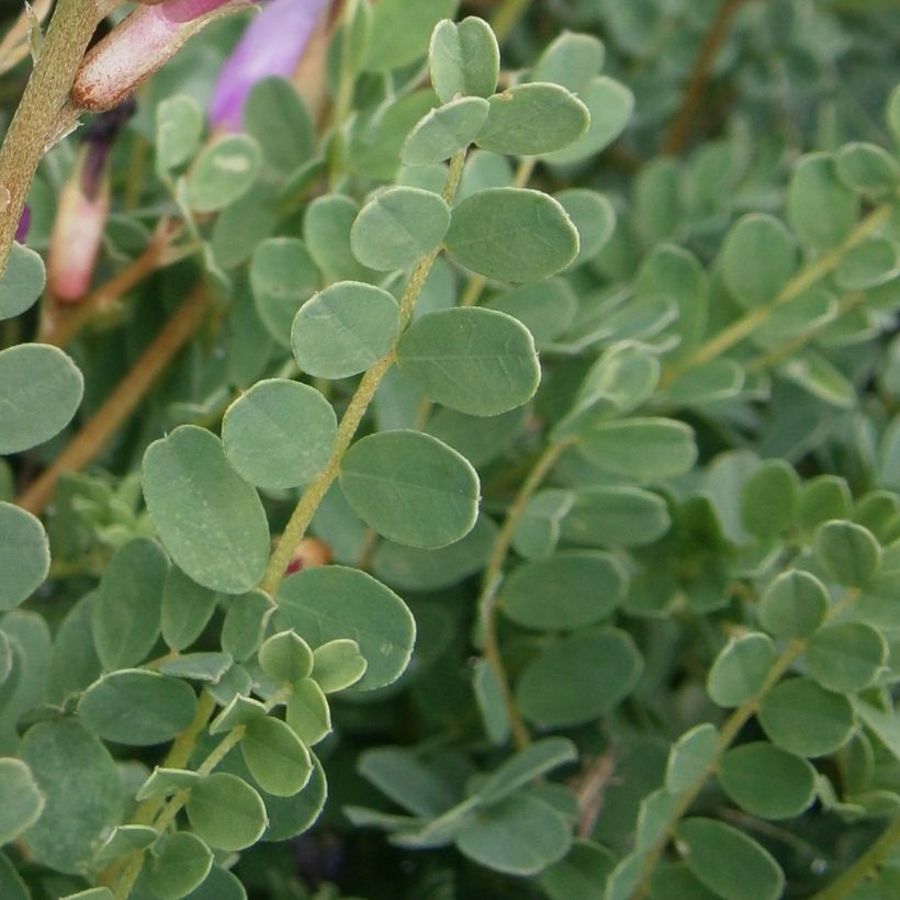 Astragalus monspessulanus (Folhagem)