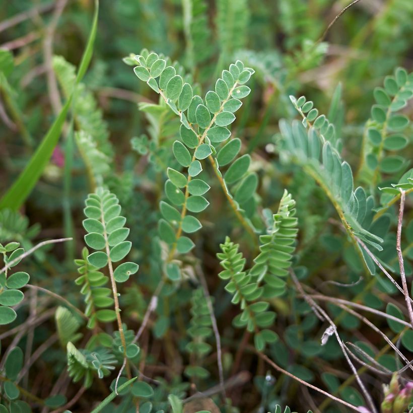 Astragalus monspessulanus (Folhagem)