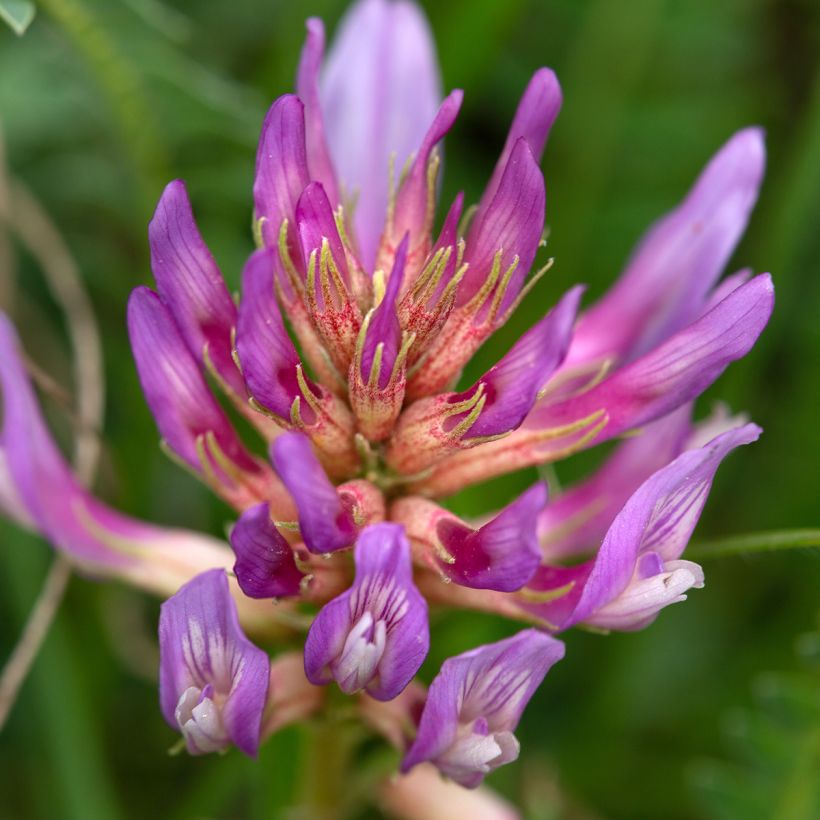 Astragalus monspessulanus (Floração)