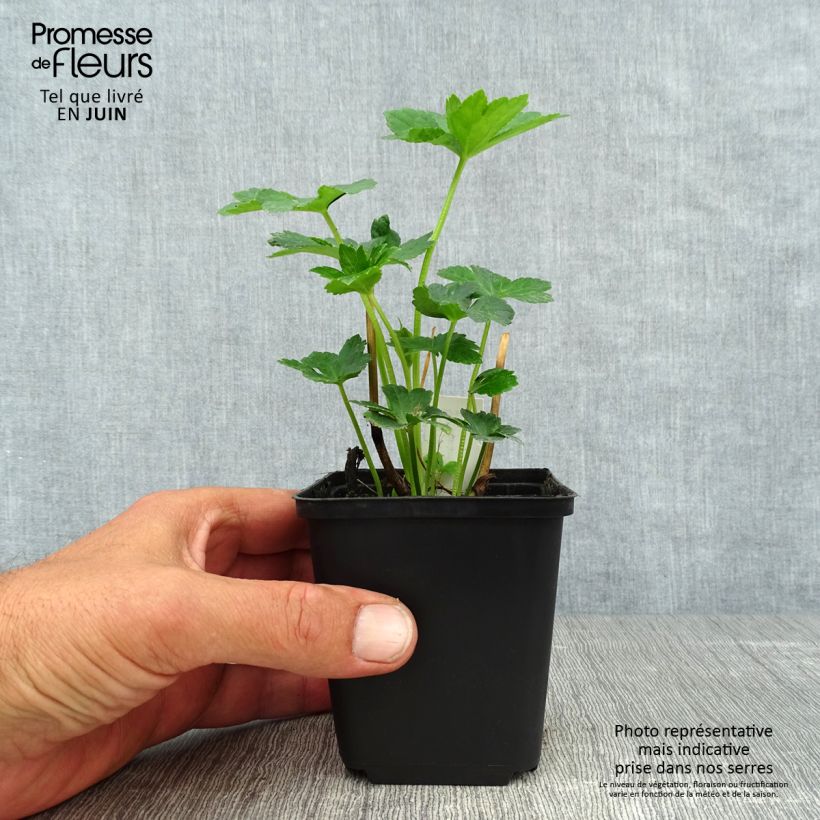 Amostra de Astrância-maior Star of Billion Vaso de 8/9 cm tal como entregue no verão