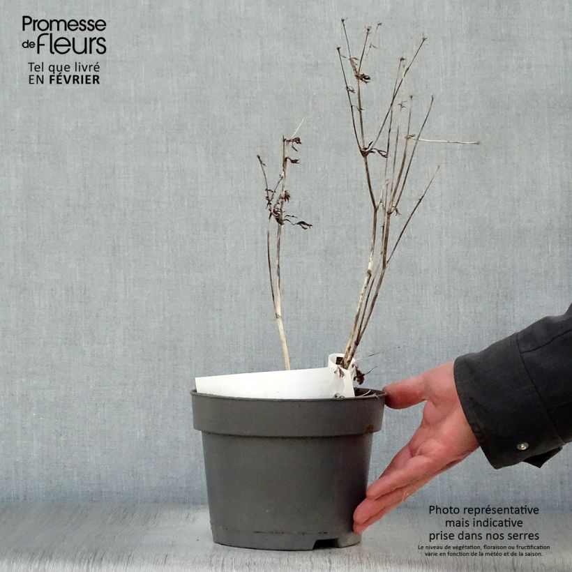 Amostra de Astrância-maior Star of Billion Vaso de 2 L/3 L tal como entregue no inverno