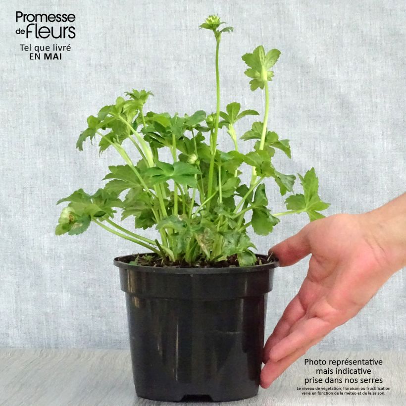 Amostra de Astrância-maior Star of Billion Vaso de 2 L/3 L tal como entregue na primavera