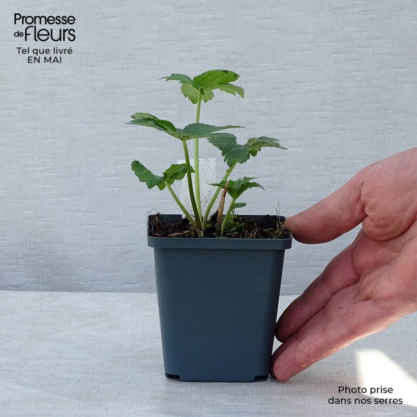 Amostra de Astrância-maior Star of Billion Vaso de 8/9 cm tal como entregue na primavera