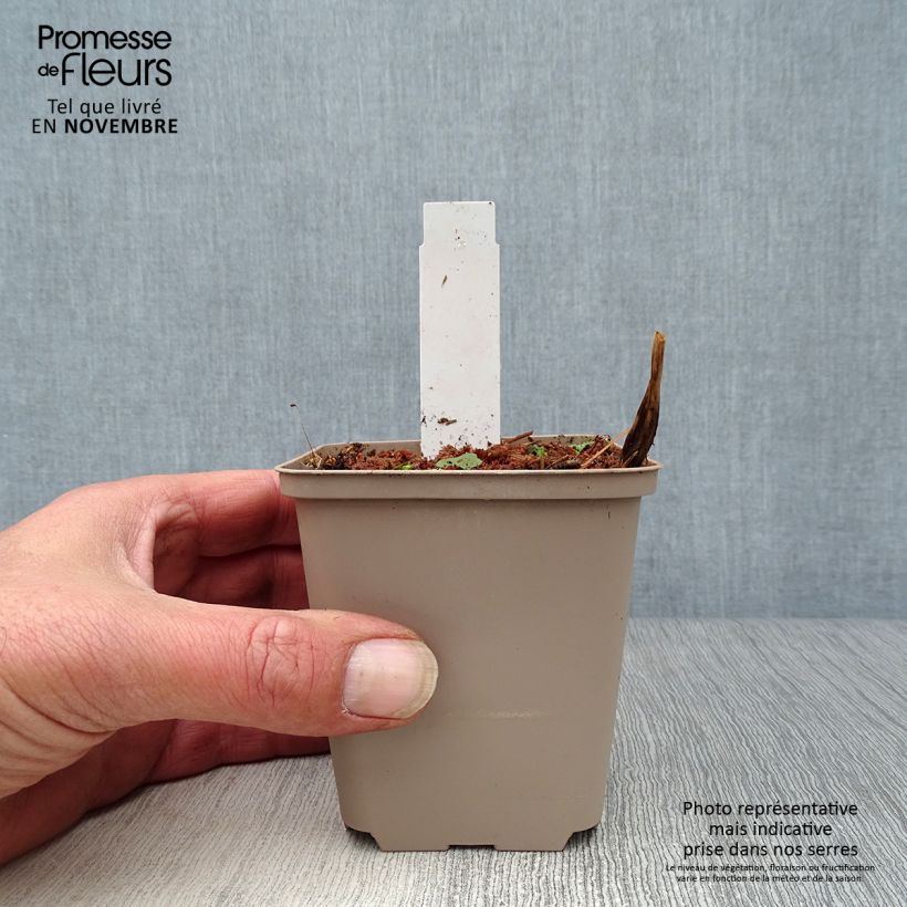Amostra de Astrância-maior Alba Vaso de 8/9 cm tal como entregue no outono