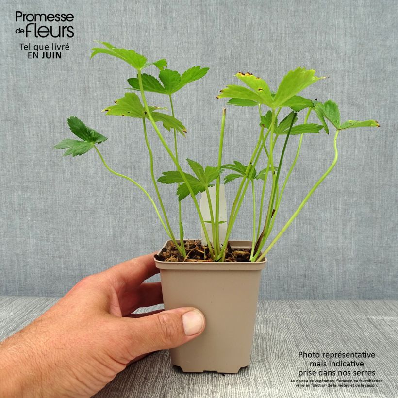 Amostra de Astrância-maior Alba Vaso de 8/9 cm tal como entregue no verão