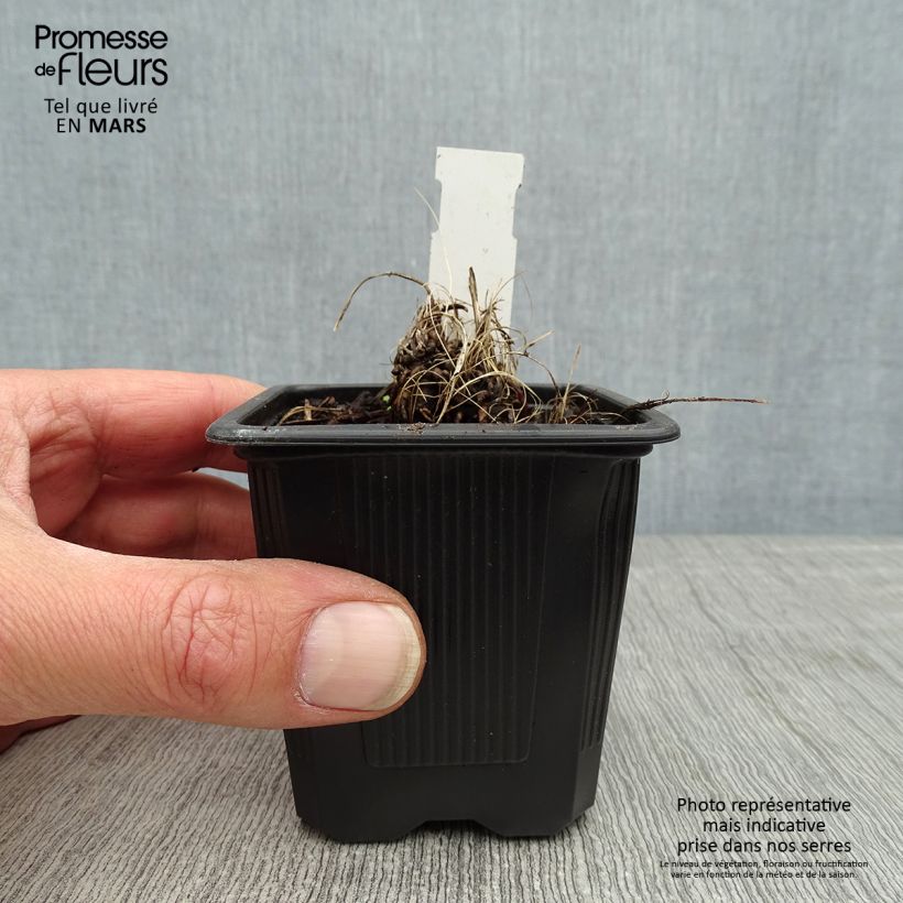 Amostra de Astrância-maior Alba Vaso de 8/9 cm tal como entregue na primavera