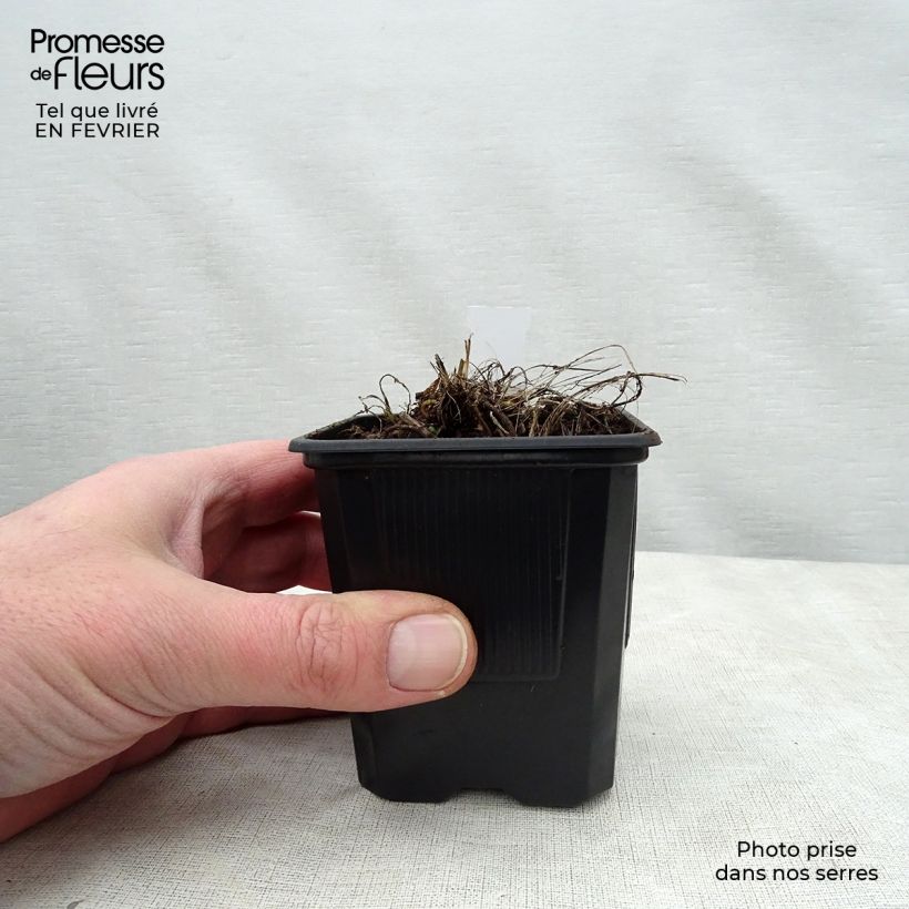 Amostra de Astrance - Astrantia major Alba (White) Vaso de 8/9 cm tal como entregue no inverno