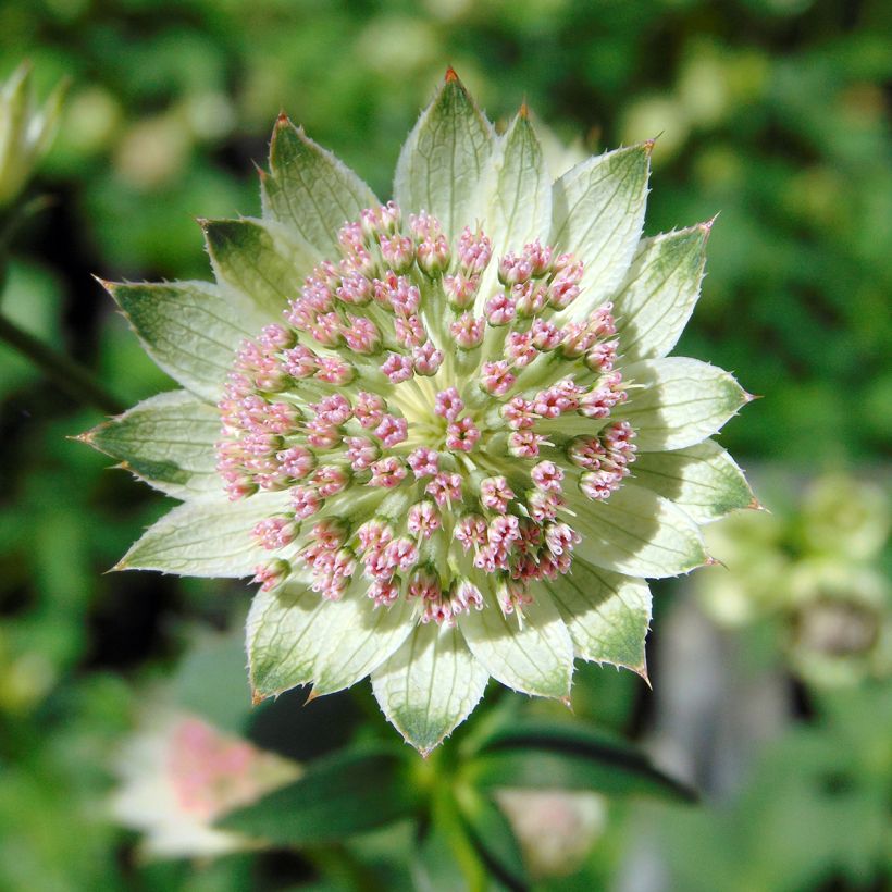 Astrantia major Buckland (Floração)