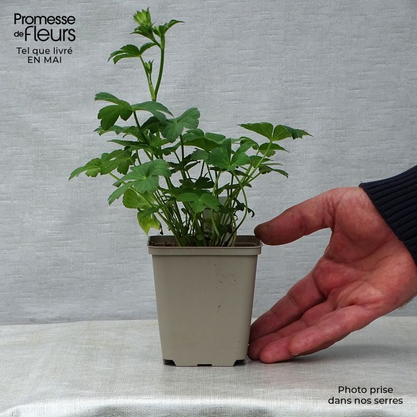 Amostra de Astrantia major Buckland Vaso de 8/9 cm tal como entregue na primavera