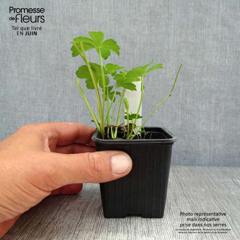 Amostra de Astrantia major Buckland Vaso de 8/9 cm tal como entregue no verão