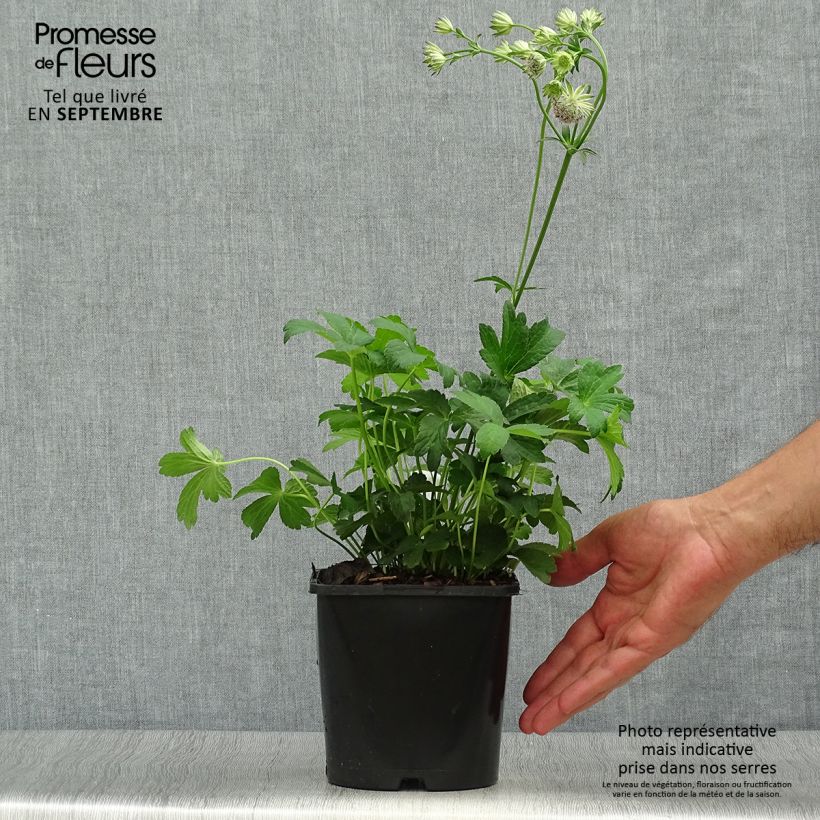 Amostra de Astrantia major Buckland Vaso de 2 L/3 L tal como entregue no outono