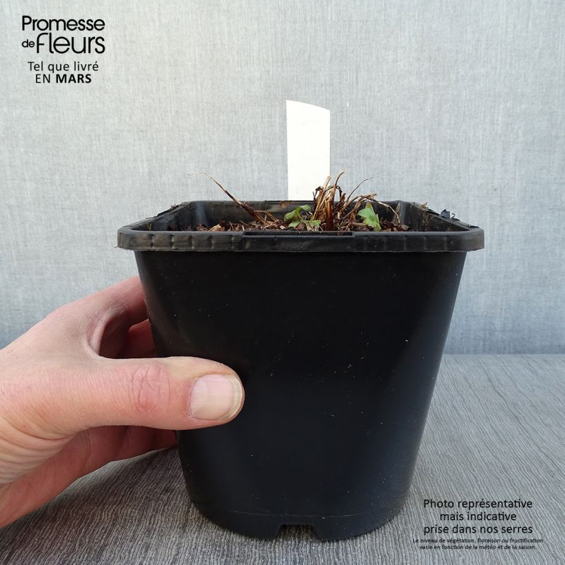 Amostra de Astrance - Astrantia major Buckland Vaso de 2 L/3 L tal como entregue no inverno