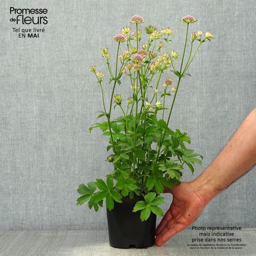 Amostra de Astrantia major Buckland Vaso de 2 L/3 L tal como entregue na primavera