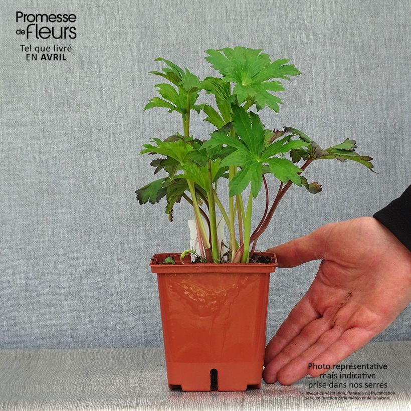 Amostra de Astrantia major Burgundy Manor Vaso de 1 L/1,5 L tal como entregue na primavera