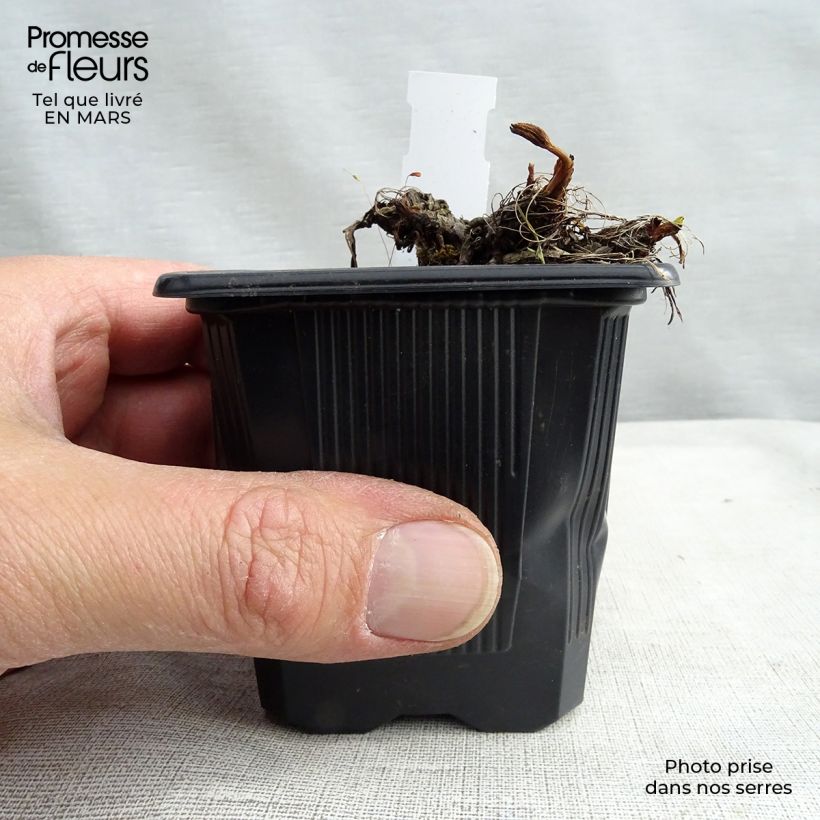 Amostra de Astrantia major Claret Vaso de 8/9 cm tal como entregue na primavera