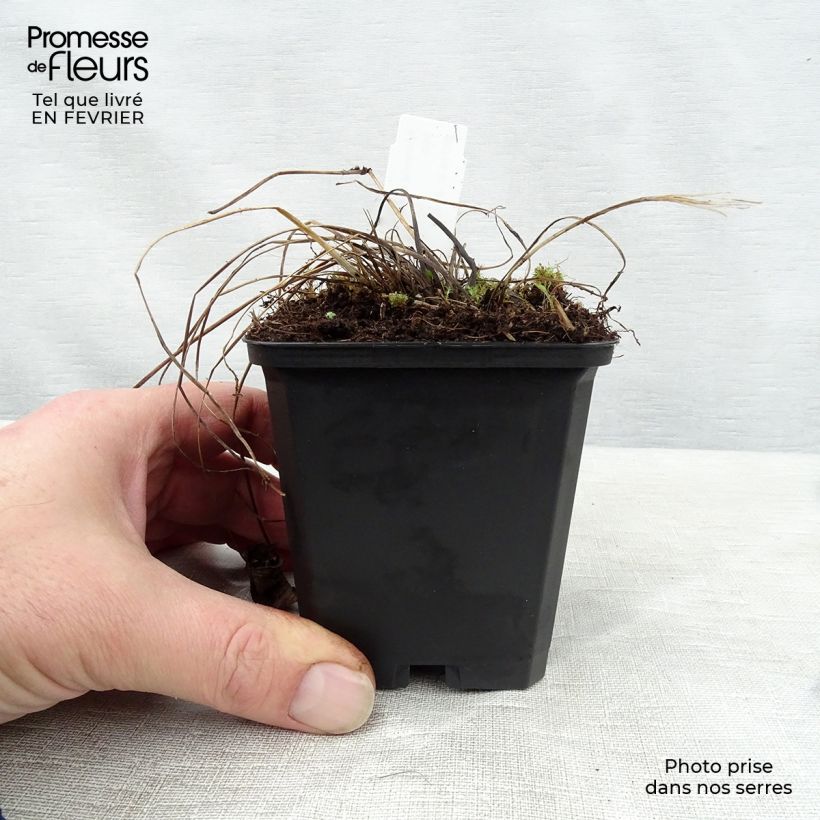 Amostra de Astrance - Astrantia major Florence Vaso de 8/9 cm tal como entregue no inverno