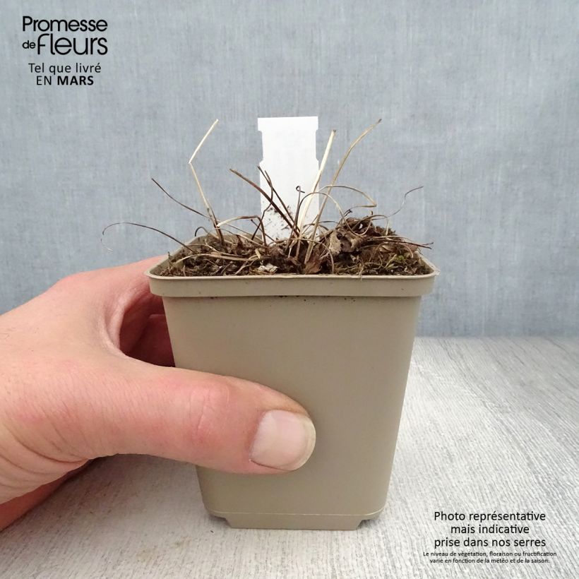 Amostra de Astrância-maior Florence - Astrantia major Vaso de 8/9 cm tal como entregue na primavera