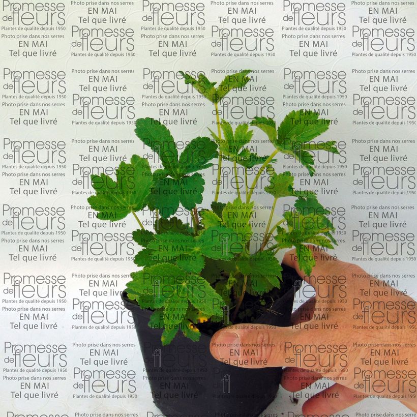 Exemplo de amostra de Astrance - Astrantia major Lars Vaso de 8/9 cm tal como entregue