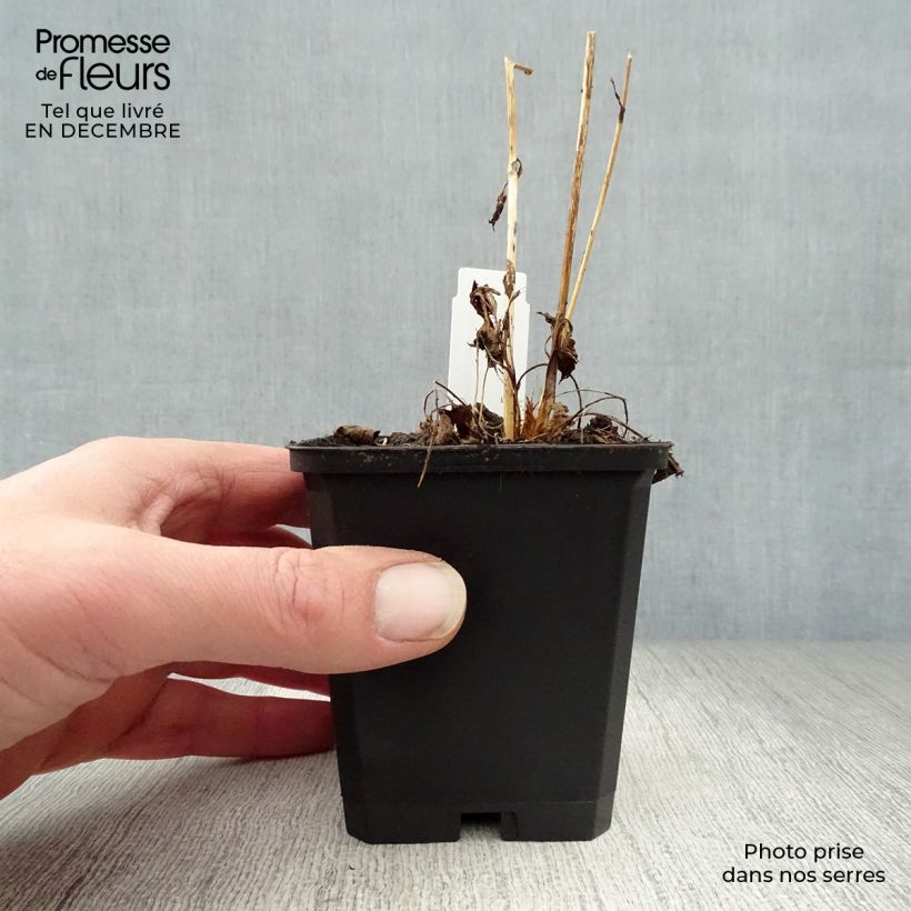 Amostra de Astrância-maior Moulin Rouge - Astrantia major Vaso de 8/9 cm tal como entregue no inverno