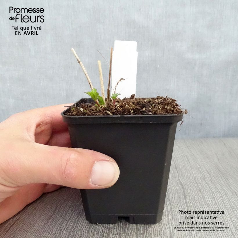 Amostra de Astrância-maior Moulin Rouge - Astrantia major Vaso de 8/9 cm tal como entregue na primavera