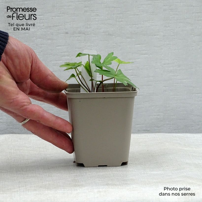 Amostra de Astrância-maior Pink Pride Vaso de 8/9 cm tal como entregue na primavera