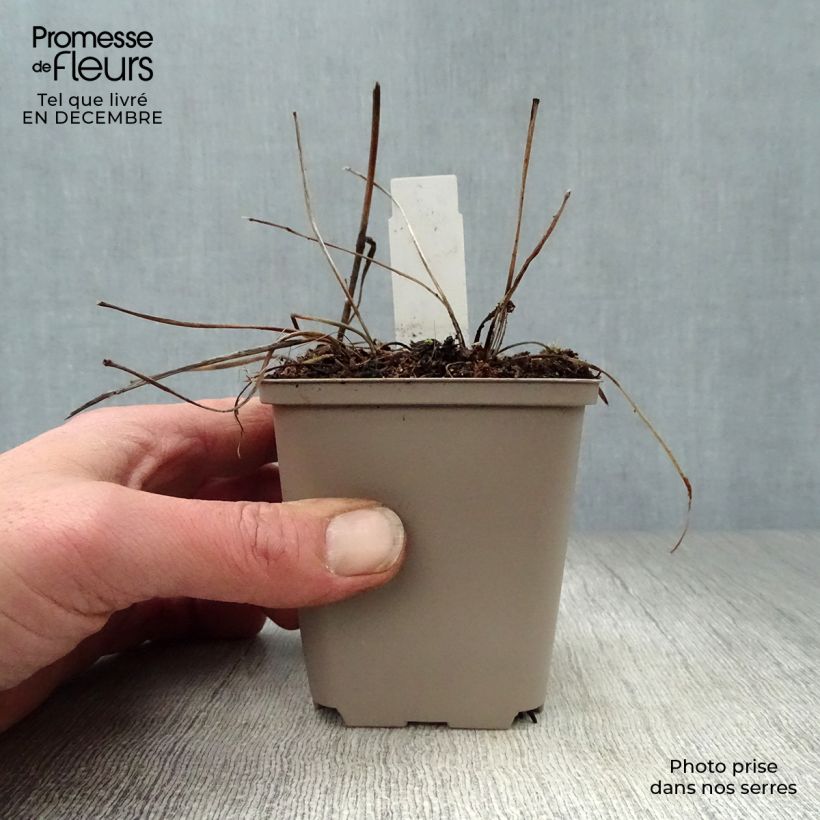 Amostra de Astrance - Astrantia major Pink Pride Vaso de 8/9 cm tal como entregue no inverno