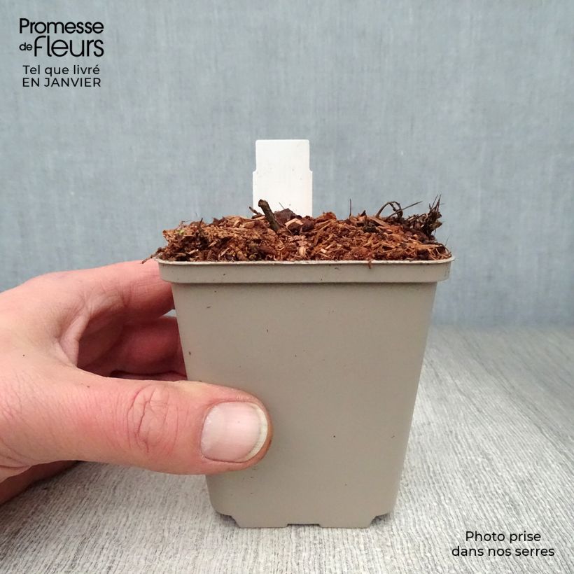 Amostra de Astrance - Astrantia major Pink Sensation  Vaso de 8/9 cm tal como entregue no inverno