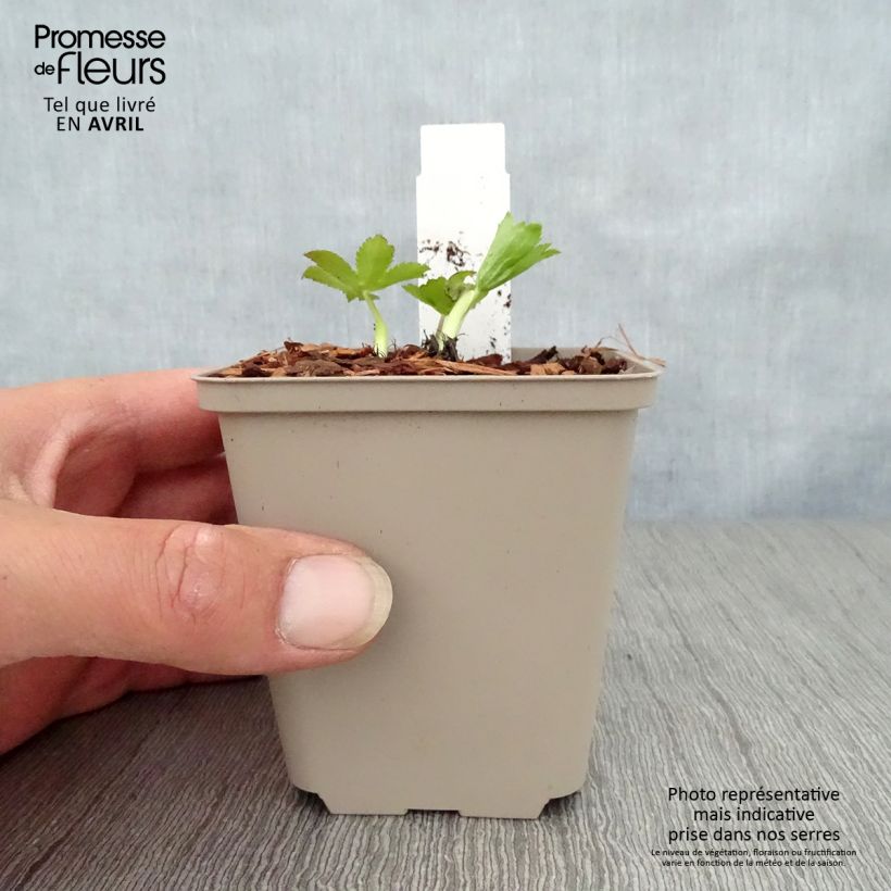 Amostra de Astrantia major Pink Sensation Vaso de 8/9 cm tal como entregue na primavera