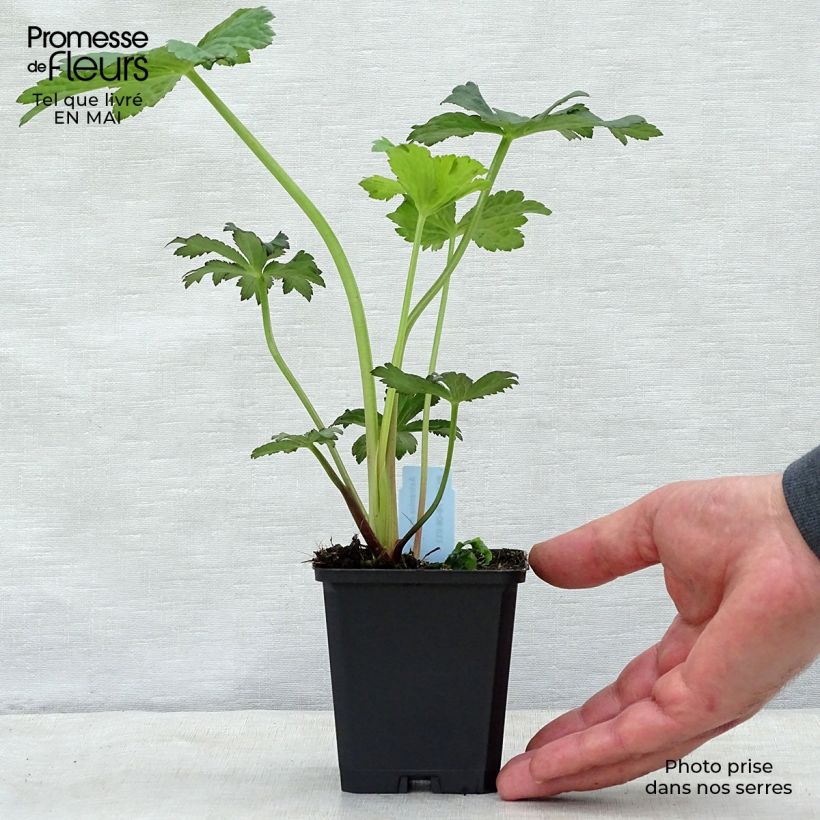 Amostra de Astrância-maior Primadonna - Astrantia major Vaso de 8/9 cm tal como entregue na primavera