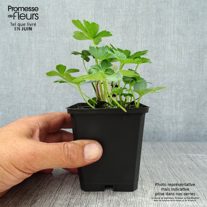 Amostra de Astrância-maior Primadonna - Astrantia major Vaso de 8/9 cm tal como entregue no verão
