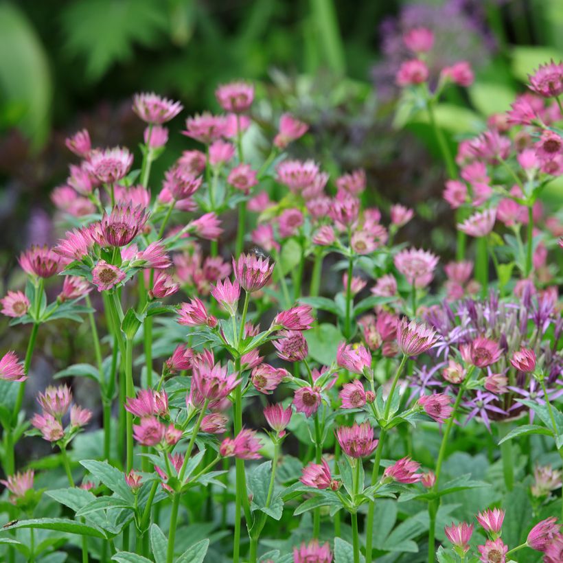 Astrância-maior Roma - Astrantia major (Hábito)